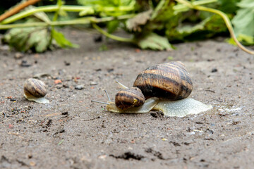the grape garden snail drags its shell. Eatable dishes
