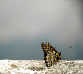 Mariposa 