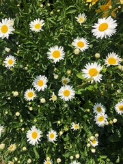 Fototapeta premium Beautiful white daisies in the summer garden