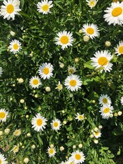 Beautiful white daisies in the summer garden
