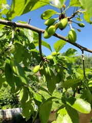 Green plums on a tree in the summer garden