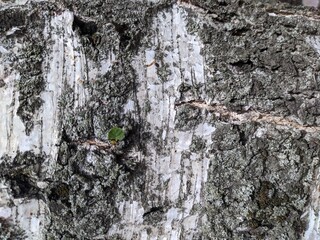 bark of tree