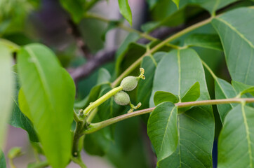 Walnut ovary at a walnut tree