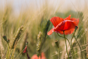 Fototapeta premium red poppy in wheat field