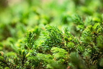 Bright green prickly branches of a evergreen fir tree. Christmas background.