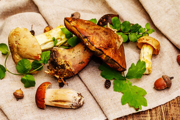 Fresh forest mushrooms. Assorted gourmet porcini and boletus