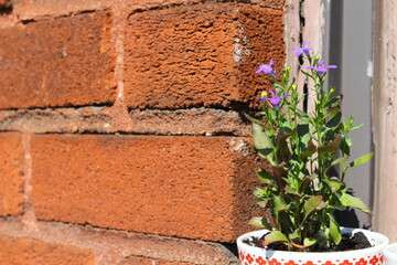 Annual lobelia herb plant with beautiful blue flowers blooms on the balcony in a tiny urban garden in Montreal in pots and cups on a sunny summer day, grown during Covid-19 confinement staycation.