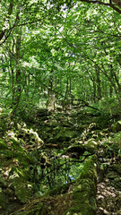 Fototapeta premium 한국 제주도 한라산 둘레길 풍경