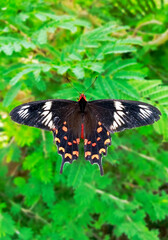 Beautiful butterfly on the green leaves.
