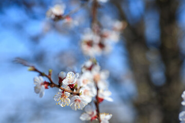 Branches of blossoming apricot macro