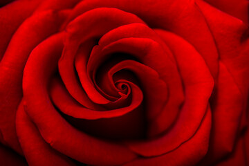 Natural red roses background, close-up. Top view of beatiful dark red rose.