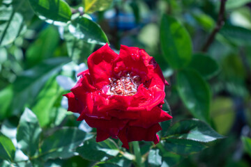 red rose on green leaf background in the garden