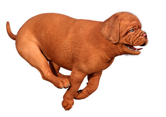 3D Rendering Puppy on White