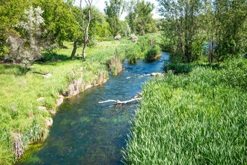 Flow of a small river, overgrown with reeds and submerged plants. Hight quality. water has a bluish tint. seaweed visible under water. dry tree branches blows river stream
