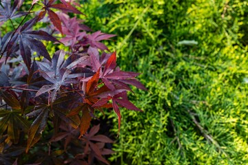 Japanese maple Acer palmatum atropurpureum on blurry background of golden juniper foliage. Shore of pond. Young leaves of red color. Landscaped garden. There is place for text.