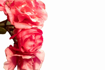 he background image of the colorful flowers,white background