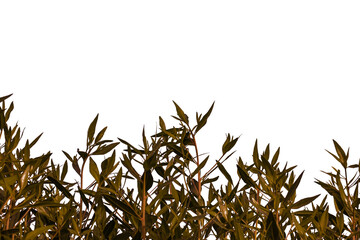 the green branches of shrub on white background