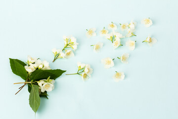 Blooming Jasmine flowers isolated on blue background, close up