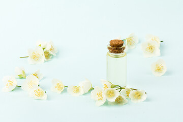 Jasmine flowers isolated on blue background, close up.