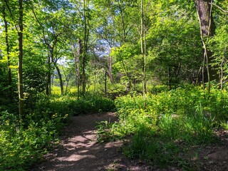 Obraz premium path in the forest
