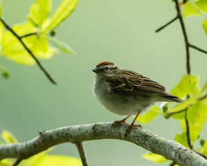 Perched Bird