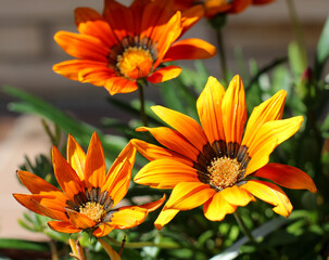 Close up of gazania flower or african daisy in a garden