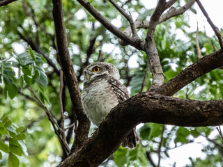 great horned owl in tree