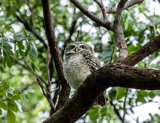 great horned owl in tree