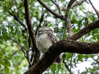 great horned owl in tree