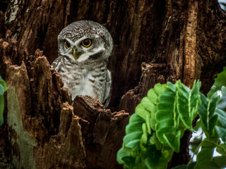 great horned owl in tree
