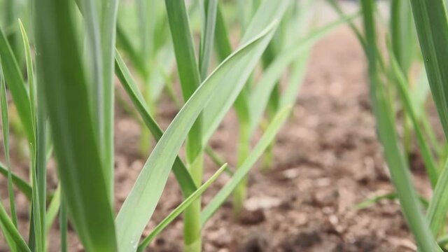 sprouts of garlic grow on a bed in the spring in the garden. growing organic plants and vegetables