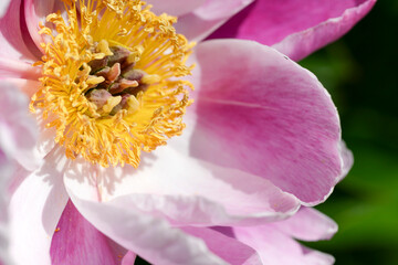 Pink peony flower close up