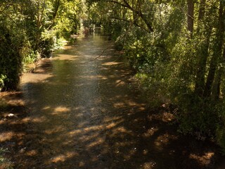 Obraz premium river with trees and bushes on the banks