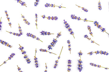 Lavender flowers isolated on white background. Close up. Space for text