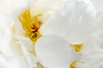 Fototapeta na wymiar White peony flower close up