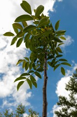 Obraz premium wild bush with a radiant sun