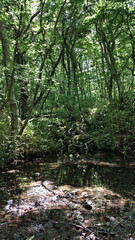 한국 제주도 한라산 둘레길 풍경