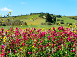 Field of Sulla flowers blooming in a Sardinian landscape in spring