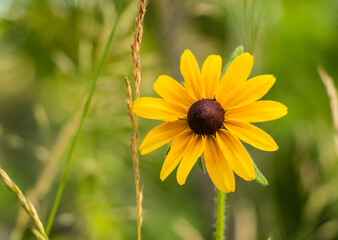 yellow flower on green background
