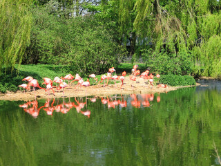Flamingos in the Lake