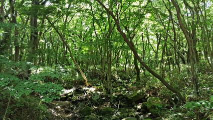 한국 제주도 한라산 둘레길 풍경