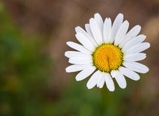 White daisy flower in the middle of a forest