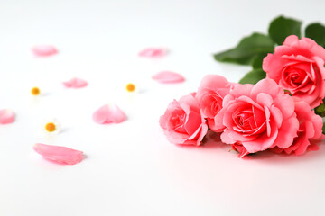 Fototapeta Beautiful red rose flowers on a white background with petals, bouquet, isolated. Blooming romantic pink roses - a symbol of love and celebration, space for text obraz