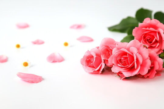 Beautiful red rose flowers on a white background with petals, bouquet, isolated. Blooming romantic pink roses - a symbol of love and celebration, space for text © rospoint
