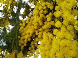 yellow blosoms of a mimosa tree