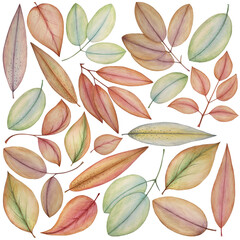 Colorful pencil leaves on white background: tender square picture, hand drawn greeting cards design, floral textile print and wrapping paper texture (not seamless, isolated on white).