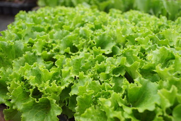 green lettuce plants 
