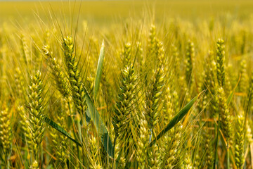 golden wheat field