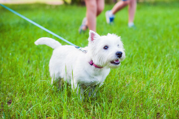 Little cute funny dog West Highland White Terrier runs on the green grass, mouth open, on a leash. In the background the feet of running children