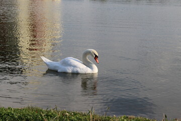 swan on the lake